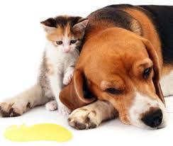 Pet Odor Removal Baton Rouge
